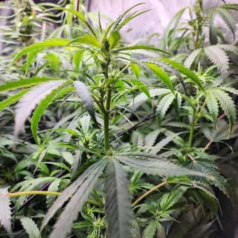 Gorilla Auto growlog timeline photo