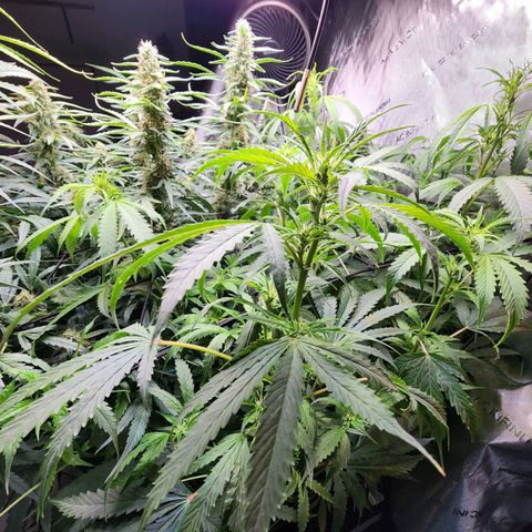 Gorilla Auto growlog timeline photo