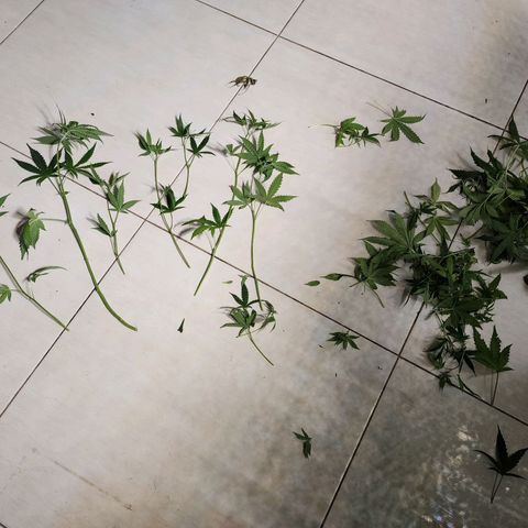 Gorilla Auto growlog timeline photo