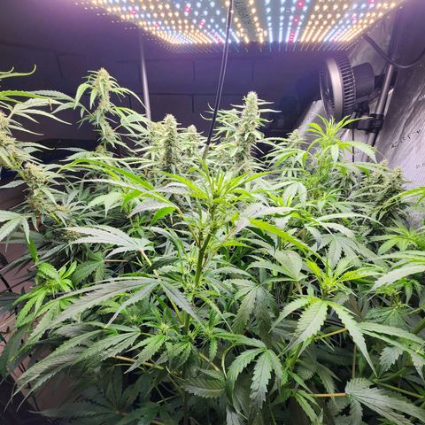 Gorilla Auto growlog timeline photo