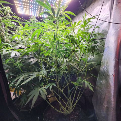 Gorilla Auto growlog timeline photo