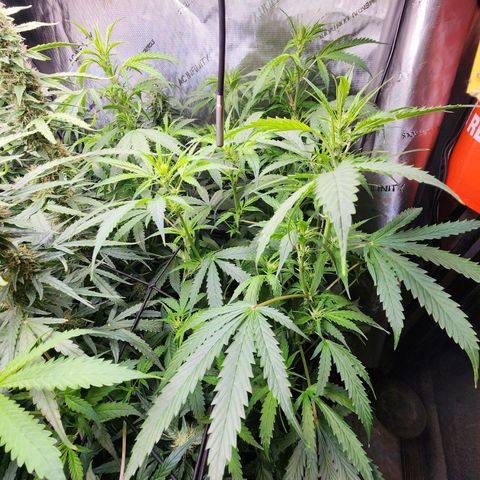 Gorilla Auto growlog timeline photo
