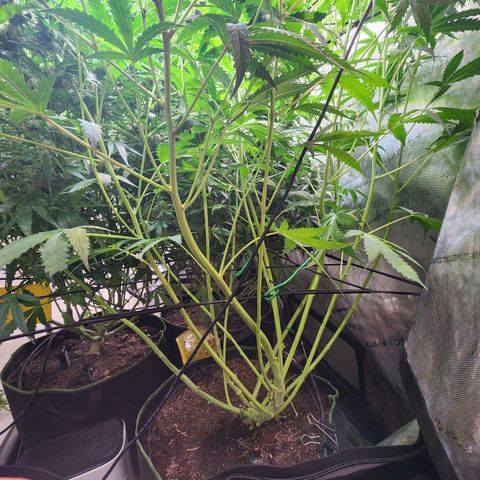Gorilla Auto growlog timeline photo