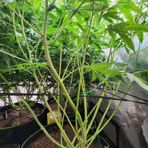 Gorilla Auto growlog timeline photo