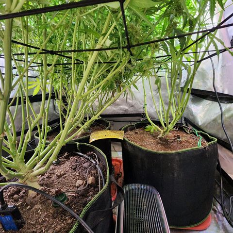 Gorilla Auto growlog timeline photo