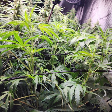 Gorilla Auto growlog timeline photo