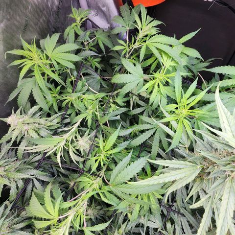 Gorilla Auto growlog timeline photo