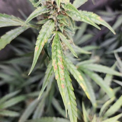 Zkittlez Auto 1 growlog photo: Mucha luz 