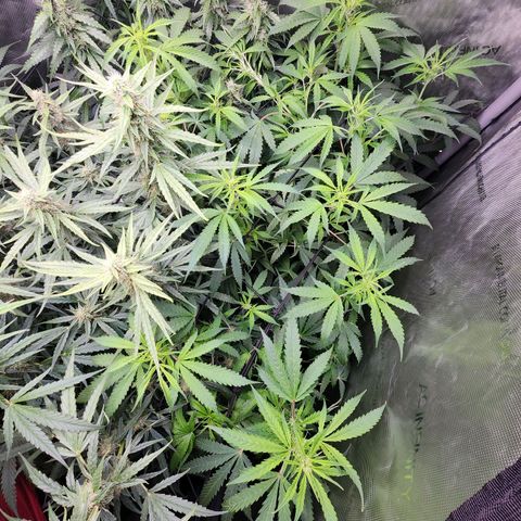 Gorilla Auto growlog timeline photo