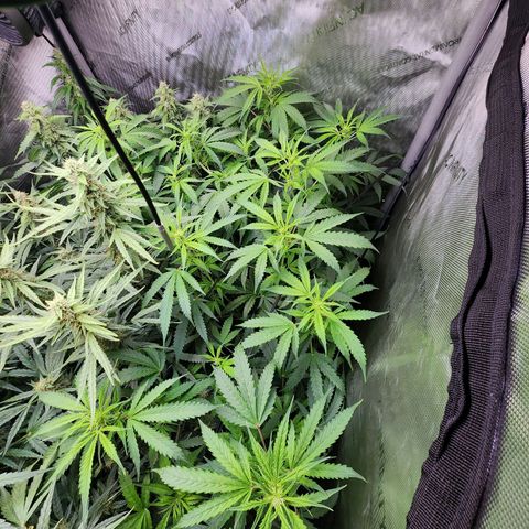 Gorilla Auto growlog timeline photo