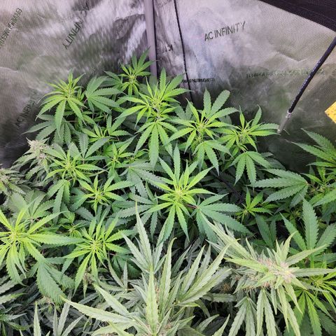 Gorilla Auto growlog timeline photo