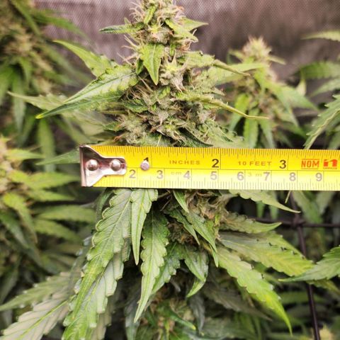 Zkittlez Auto 1 growlog timeline photo