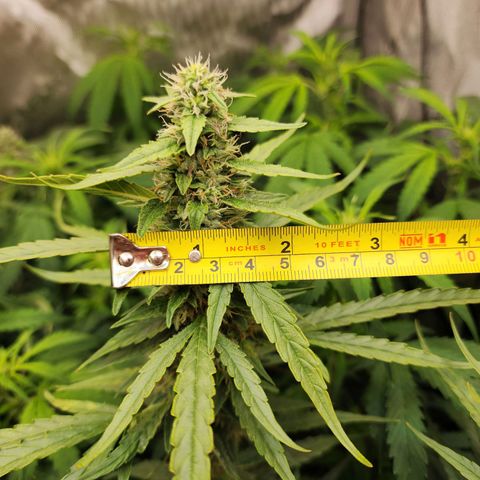 Zkittlez Auto 3 growlog timeline photo