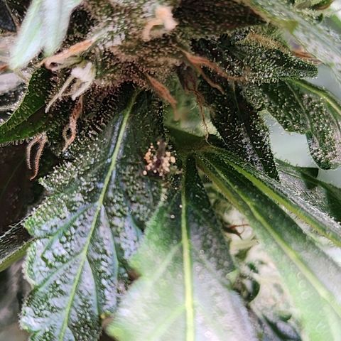 Zkittlez Auto 1 growlog timeline photo