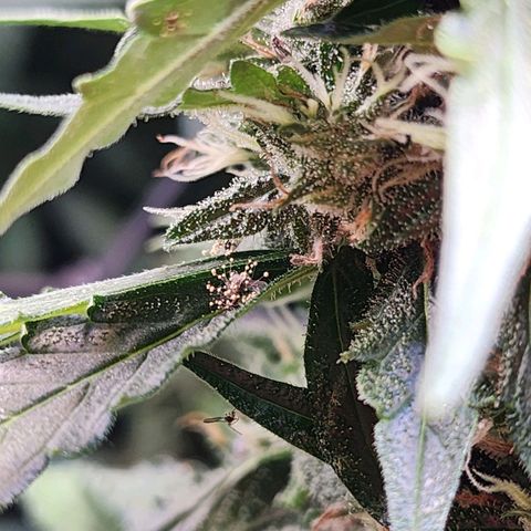 Zkittlez Auto 1 growlog timeline photo