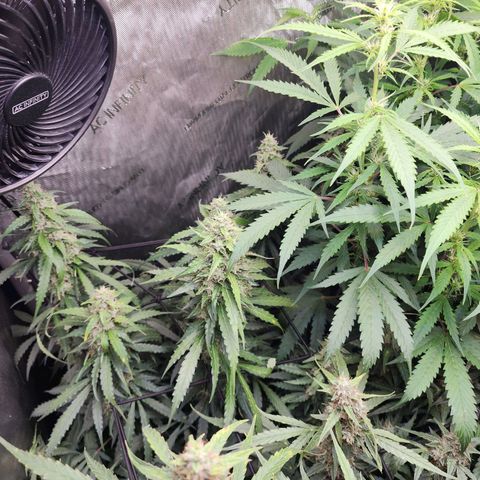 Zkittlez Auto 1 growlog timeline photo