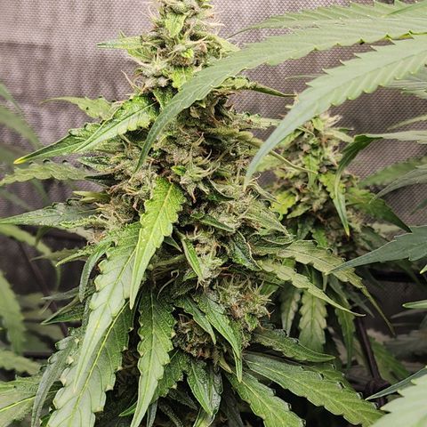 Zkittlez Auto 1 growlog timeline photo