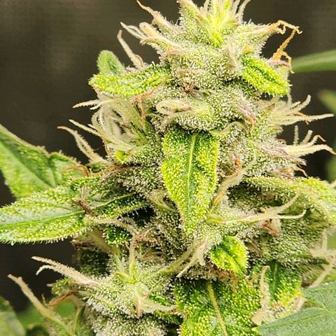 Zkittlez Auto 1 growlog timeline photo