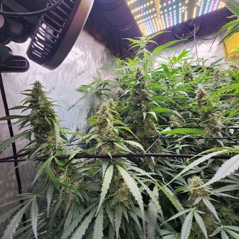 Zkittlez Auto 1 growlog timeline photo