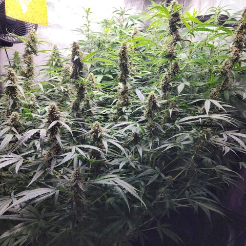 Zkittlez Auto 3 growlog timeline photo