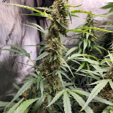 Zkittlez Auto 3 growlog timeline photo