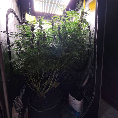 Zkittlez Auto 3 growlog timeline photo