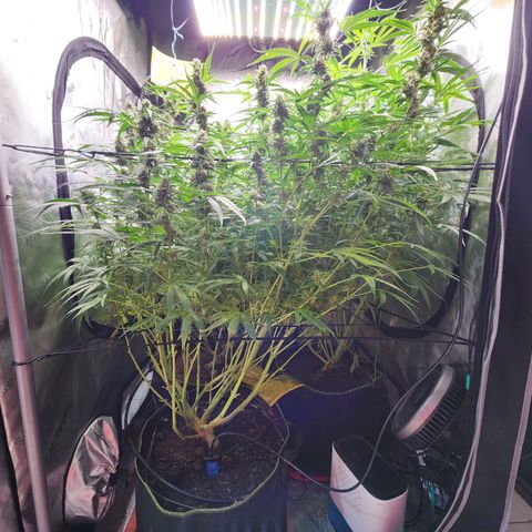 Zkittlez Auto 3 growlog timeline photo