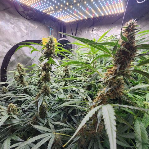 Zkittlez Auto 3 growlog timeline photo