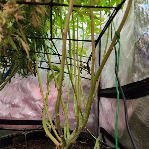 Gorilla Auto growlog timeline photo