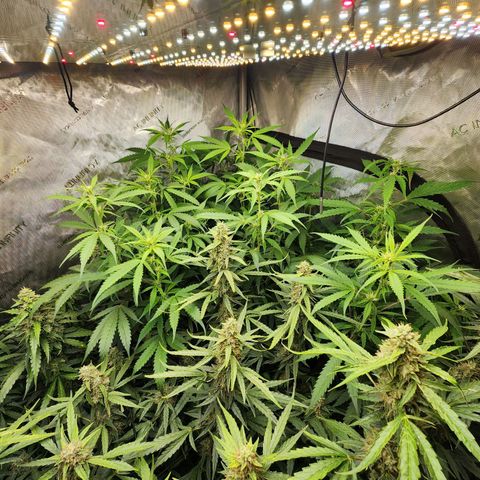 Gorilla Auto growlog timeline photo