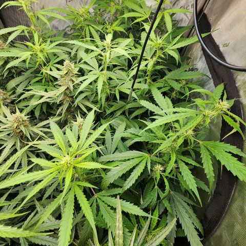 Gorilla Auto growlog timeline photo