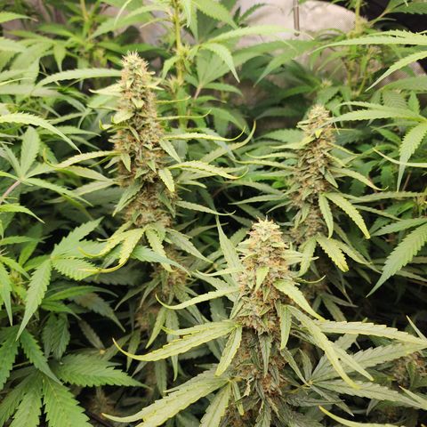 Zkittlez Auto 1 growlog timeline photo