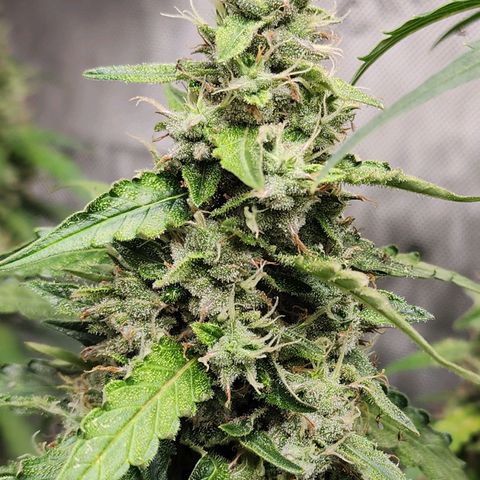 Zkittlez Auto 1 growlog timeline photo