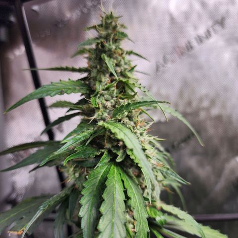 Zkittlez Auto 1 growlog timeline photo