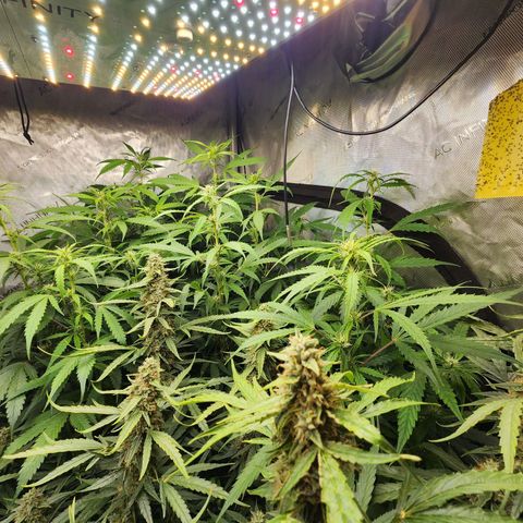Gorilla Auto growlog timeline photo