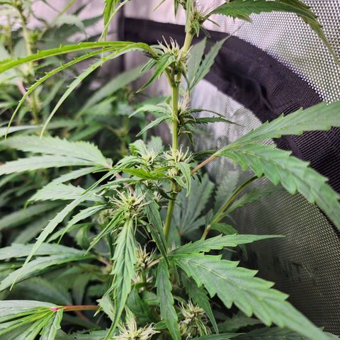 Gorilla Auto growlog timeline photo