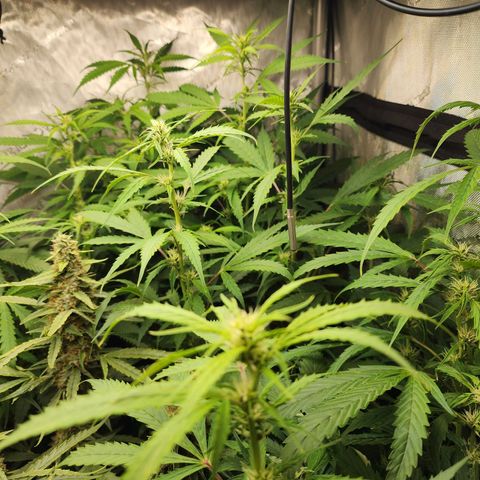 Gorilla Auto growlog timeline photo