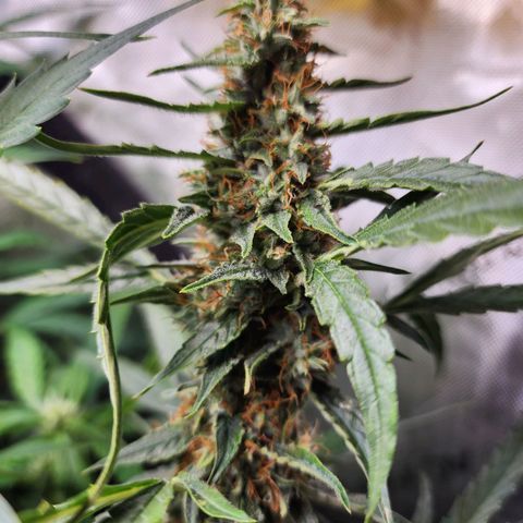 Zkittlez Auto 3 growlog timeline photo
