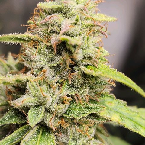 Zkittlez Auto 3 growlog timeline photo