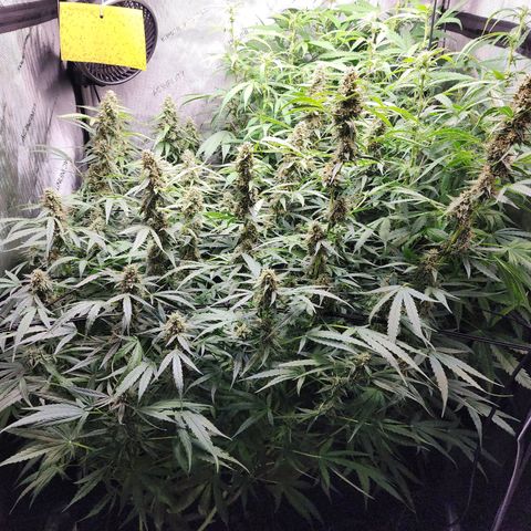 Zkittlez Auto 3 growlog timeline photo