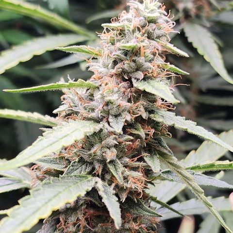 Zkittlez Auto 3 growlog timeline photo