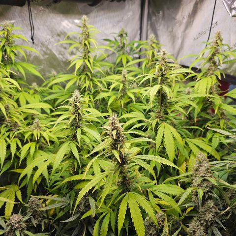 Gorilla Auto growlog timeline photo