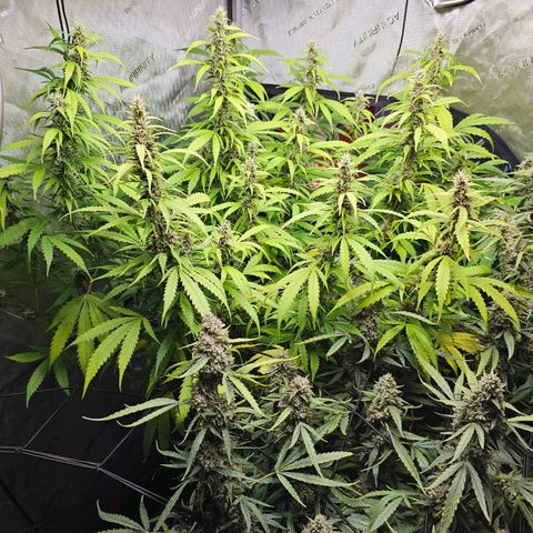 Gorilla Auto growlog timeline photo