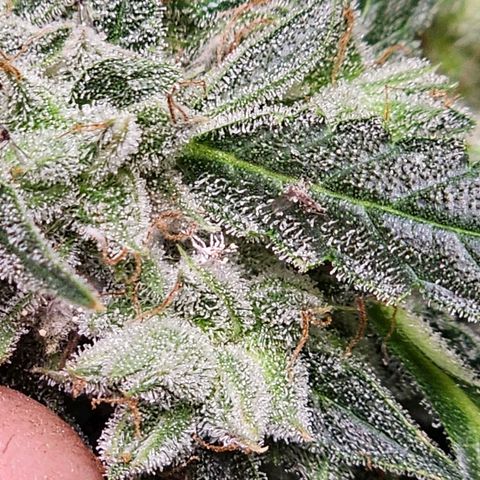 Zkittlez Auto 3 growlog timeline photo