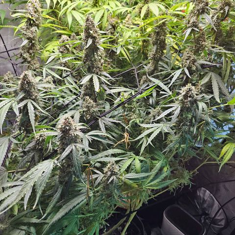 Zkittlez Auto 3 growlog timeline photo
