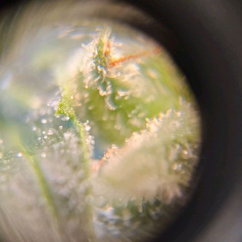 Zkittlez Auto 3 growlog timeline photo