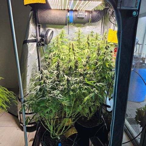 Zkittlez Auto 3 growlog timeline photo