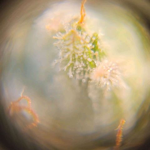 Zkittlez Auto 3 growlog timeline photo