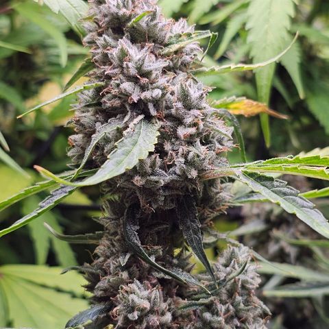 Zkittlez Auto 3 growlog timeline photo