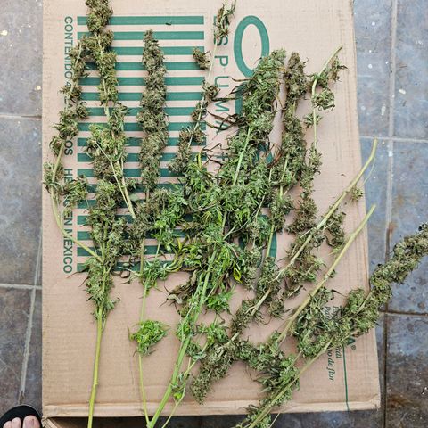 Zkittlez Auto 1 growlog timeline photo
